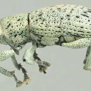 thumbnail for publication: Little Leaf Notcher (suggested common name) Artipus floridanus Horn (Insecta: Coleoptera: Curculionidae)